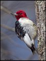 _7SB3869 red-headed woodpecker